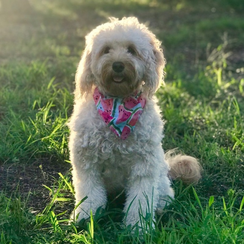 Dog Bandana + Collar Pink Watermelon Medium Large - Picture 5 of 7